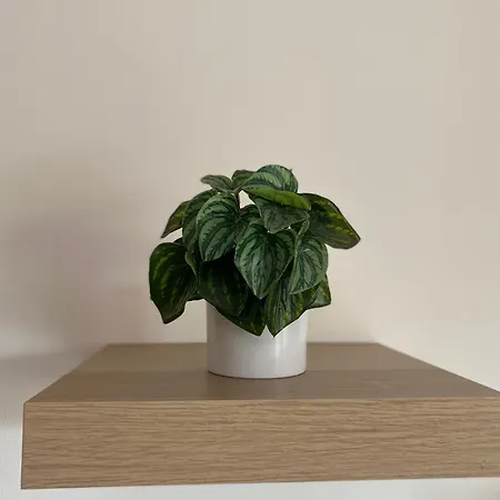 Apartamento Capstay Cassel Roubaix