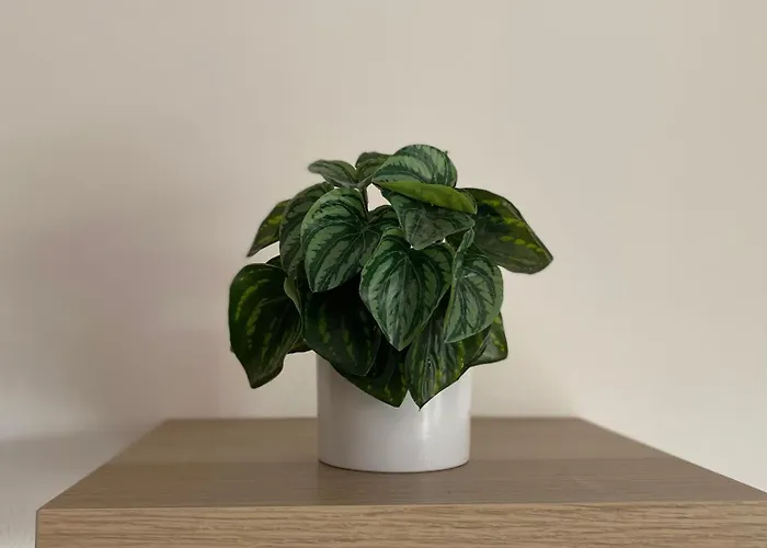 Appartement Capstay Cassel Roubaix